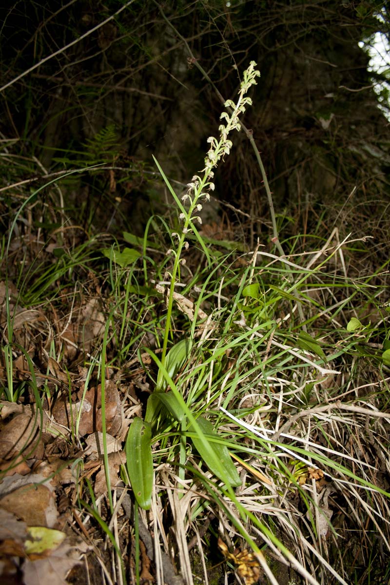 Orchidea da determinare